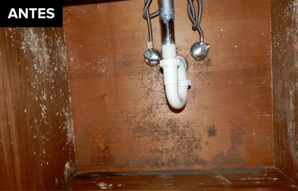 Hongo en superficie de madera o techo
